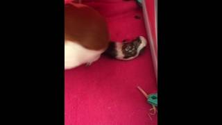 Guinea pig giving birth [upl. by Dis]