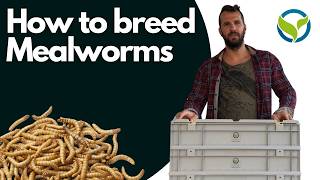 Breeding Mealworms with the OFERA Mealworm Farm [upl. by Brenden]