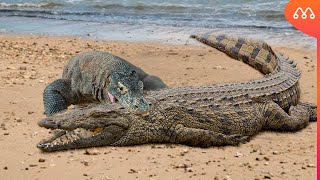 DRAGÃO DE KOMODO vs CROCODILO  QUEM VENCE  Komodo dragon vs salt water crocodile fight real [upl. by Veno]