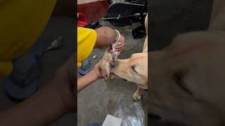 Newly birth Labrador puppy  dog’s delivery process  Labrador puppy  cute puppy labrador dog [upl. by Ellenrahs206]