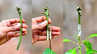 Mango Grafting Technique  By side grafting method  how to graft mango tree [upl. by Ogires]