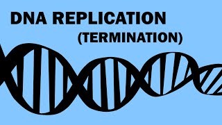 DNA REPLICATION 33  TERMINATION [upl. by Lamag102]