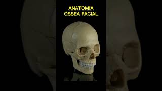 ANATOMIA ÓSSEA FACIAL resumosdeodonto resumosodontologia odonto shortsodonto shortsfeed video [upl. by Christianson]