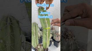 Cactus SOS Grafting to Prevent Loss [upl. by Piefer496]