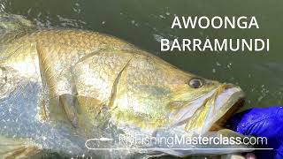 Awoonga Barramundi [upl. by Hnim]