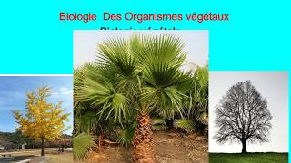 Biologie végétale les cormophytes [upl. by Atinniuq]