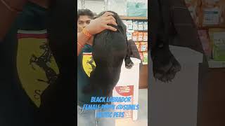 Black Labrador Female Puppy shorts viralvideo youtubeshorts ytshorts viralvideo pets labrador [upl. by Sugihara]