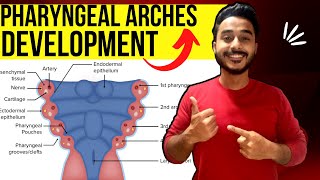 pharyngeal arches development embryology  development of pharyngeal arches derivative embryology [upl. by Iyre]