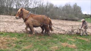 EQUITRACTION labour au brabant traction animale [upl. by Cost]