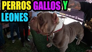 Expo venta de perros exóticos Gallitos miniatura leones y tigres [upl. by Maxa]