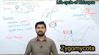 84 Life Cycle of Rhizopus  Zygomycota  Fsc Biology class 11 [upl. by Herodias877]