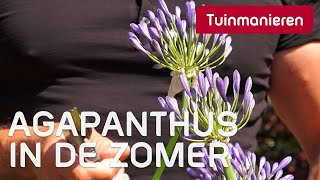 De Agapanthus  Zomer  Tuinmanieren [upl. by Barty242]