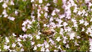 Comment bien choisir les incontournables herbes de Provence [upl. by Akessej]