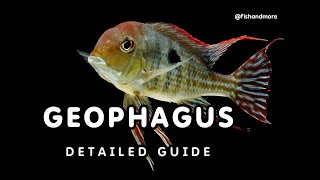 GEOPHAGUS CICHLID DETAILED GUIDE  HOW TO CARE FOR THESE CICHLIDS [upl. by Airlia]