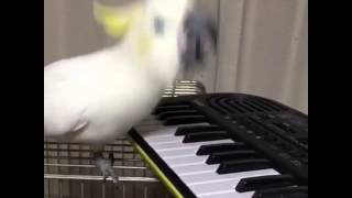 Funny Parrot Playing Piano [upl. by Eidnyl]