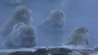 【地獄谷野猿公苑】スノーモンキー SNOW MONKEY RESORTS NaganoJapan [upl. by Krenek284]