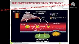 THE ENDOGENOUS PATHWAY OF LIPIDS METABOLISM 🔥🔥🔥 [upl. by Ballinger]