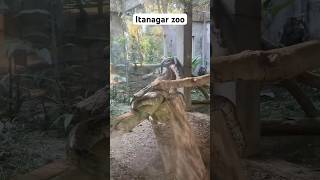 Zoo  Itanagar  Arunachal Pradesh explore youtubeshorts short daliyvlog northeastindia zoo [upl. by Nylrehs829]