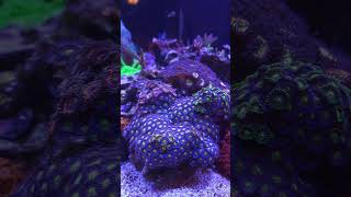 Beautiful Zoa garden 🪸shorts shortvideo nanoreef corals reeftank saltwatertank reef aquarium [upl. by Adnoyek]