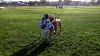 Dalmatian vs Boxer [upl. by Adil]