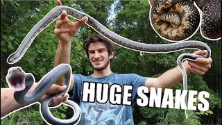 HUGE SNAKES In The WILDERNESS of TENNESSEE [upl. by Burra]