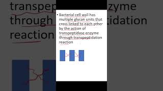 Betalactam Antibiotics Mechanism of Action [upl. by Yawnoc]