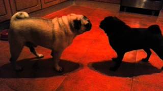 Pugs fighting over food [upl. by Nij]