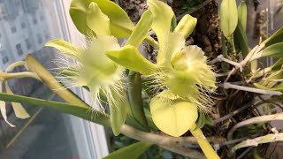 Rhyncholaelia digbyana double flowered spike Catasetinae buds orchids during Thanksgiving 2024 [upl. by Annuhsal]