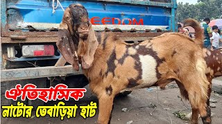 নাটোর তেবাড়িয়া হাটের উন্নত জাতের ছাগল দেখুন। [upl. by Binky289]