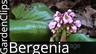 Bergenia cordifolia  Elephant Eared Saxifrage  Elephant Ears  Pig Squeak  How to grow Bergenia [upl. by Amadeo]