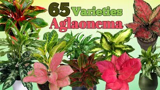 65 Aglonema Kinds with Names  Chinese Evergreen varieties  Plant and Planting [upl. by Ennywg]