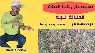 نبات الجلبانة البرية  Lathyrus sylvestris  gesse sauvage [upl. by Kress317]