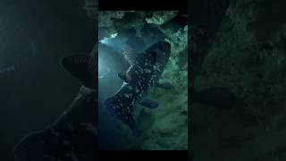 coelacanth fish ikan purba [upl. by Cissy]