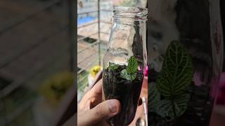 DIY terrarium terrarium plantcare unboxing plants gardening minivlog [upl. by Nauqaj]