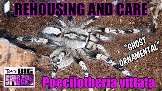 Poecilotheria vittata quotGhost Ornamentalquot Rehousing and Care [upl. by Ahsikin]