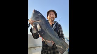 Blue Groper Fishing  NSW Australia  Stack Images [upl. by Matthus]