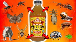 APPLE CIDER VINEGAR Ultimate Pest Control For FLIES MICE ANTS MOTHS LICE GNATS BEDBUGS APHID [upl. by Arua]