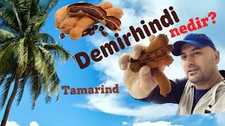 Demirhindi Nedir Tamarind Demirhindinin faydaları Demirhindi şerbeti Demirhindi bitkisi nedir [upl. by Nawak]