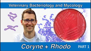 Corynebacterium and Rhodococcus Part 1  Veterinary Bacteriology and Mycology [upl. by Bree635]