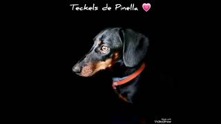 Teckels de Pinella [upl. by Yrdnal]