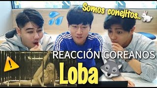 COREANOS REACCIONAN A LOBA  SHAKIRA Pandita Chan [upl. by Ursi]