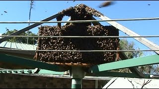 Beekeeping Clothes Line Swarm Capture [upl. by Sutton]