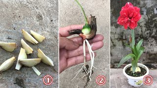 How to propagate amaryllis by root splitting method fast and easy [upl. by Airdnekal]