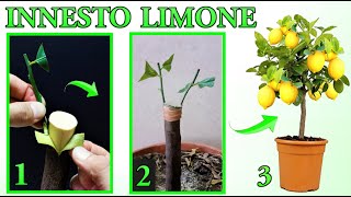 INNESTO LIMONE FACILISSIMO DA ESEGUIRE tutti i passaggi  lemon tree citron planta de limon [upl. by Eimyaj]