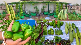 Harvesting Healthy Organic Vegetables From My Rooftop Terrace GardenHarvesting Organic Vegetables [upl. by Attirehs821]