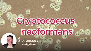 16 Cryptococcus neoformans [upl. by Clayberg]