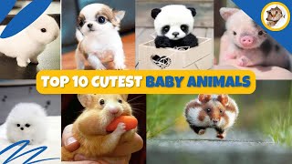 10 Cutest Baby Animals In The World  PetJoy Junction [upl. by Larine]