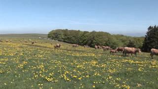 AUBRAC TRANSHUMANCE VALADIER [upl. by Glaser]