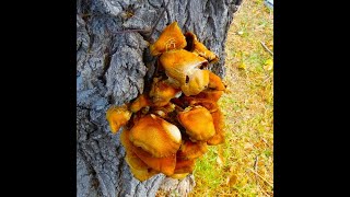 Cyclocybe aegerita syn Agrocybe cylindracea by Theo [upl. by Erdah705]