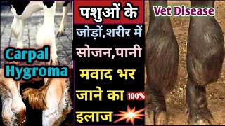 Carpal Hygroma in Animals Symptoms amp Tretment पशुओं के जोड़ों में सूजन पानी मवाद भर जाना [upl. by Arika]